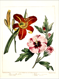 Tiger Daylily and Rose of Sharon (1812). Free illustration for personal and commercial use.