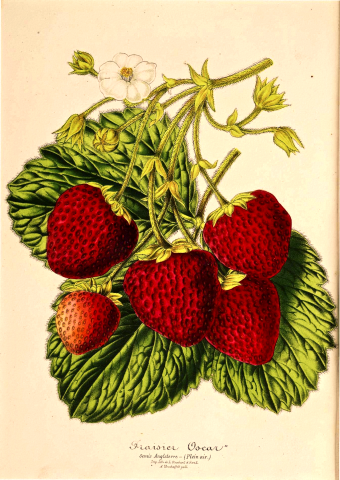 Strawberry 'Oscar' (1870-1879)