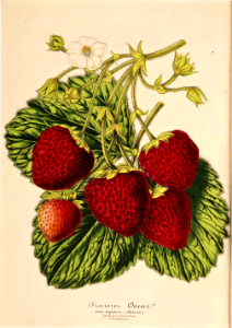 Strawberry 'Oscar' (1870-1879). Free illustration for personal and commercial use.