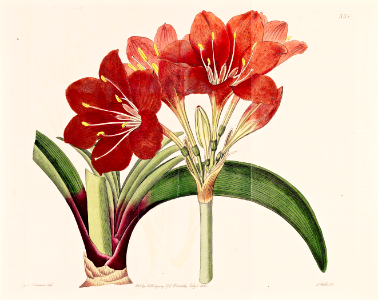 Scarborough lily (1822). Free illustration for personal and commercial use.