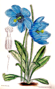 Blue Himalayan Poppy (Meconopsis simplicifolia).. Free illustration for personal and commercial use.