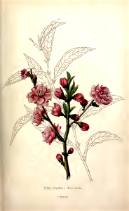 Double Flowered peach tree (1845). Free illustration for personal and commercial use.