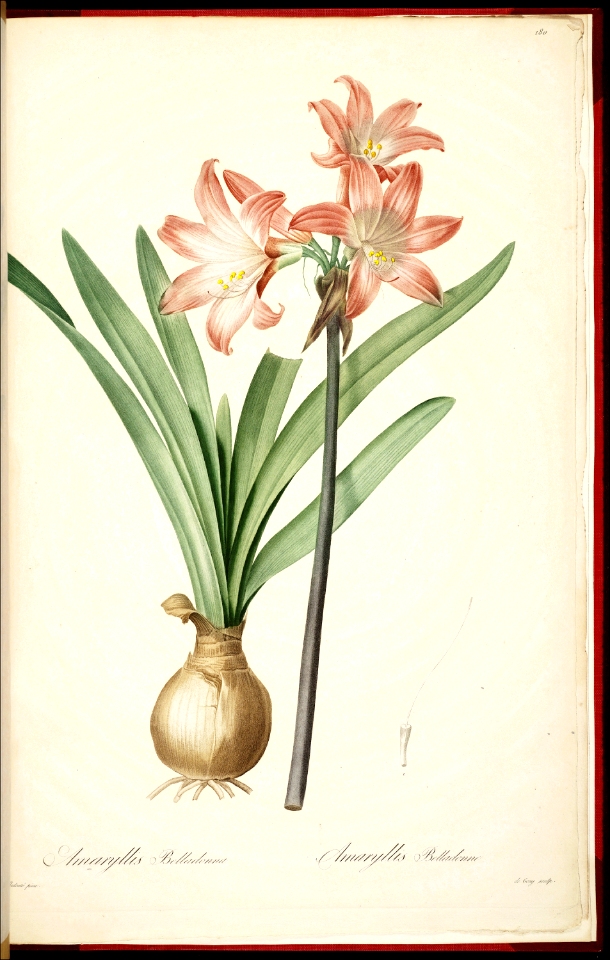 Belladonna Lily, Naked Lady, Amaryllis belladonna. Native to the Cape Province in South Africa
