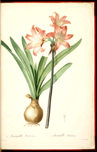 Belladonna Lily, Naked Lady, Amaryllis belladonna. Native to the Cape Province in South Africa