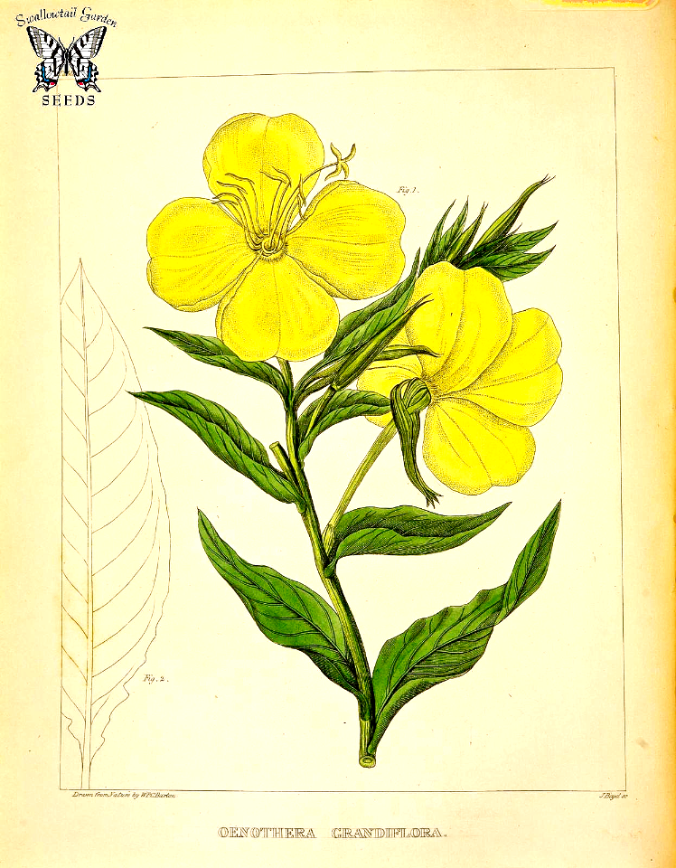 Evening Star (1821)