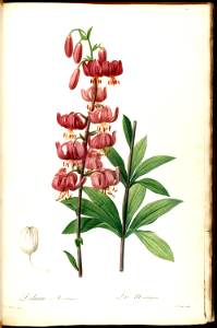 Turk's Cap Lily (1805-1816). Free illustration for personal and commercial use.