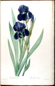 German iris (1805-1816). Free illustration for personal and commercial use.