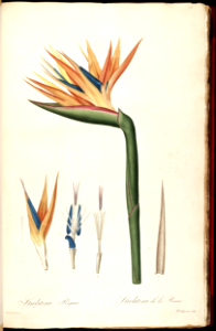 Bird of Paradise (1805-1816). Free illustration for personal and commercial use.