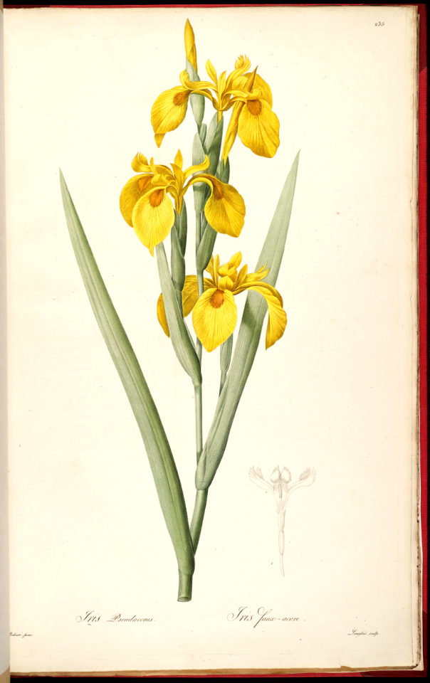 Yellow Sweet Flag Iris (1805-1816)