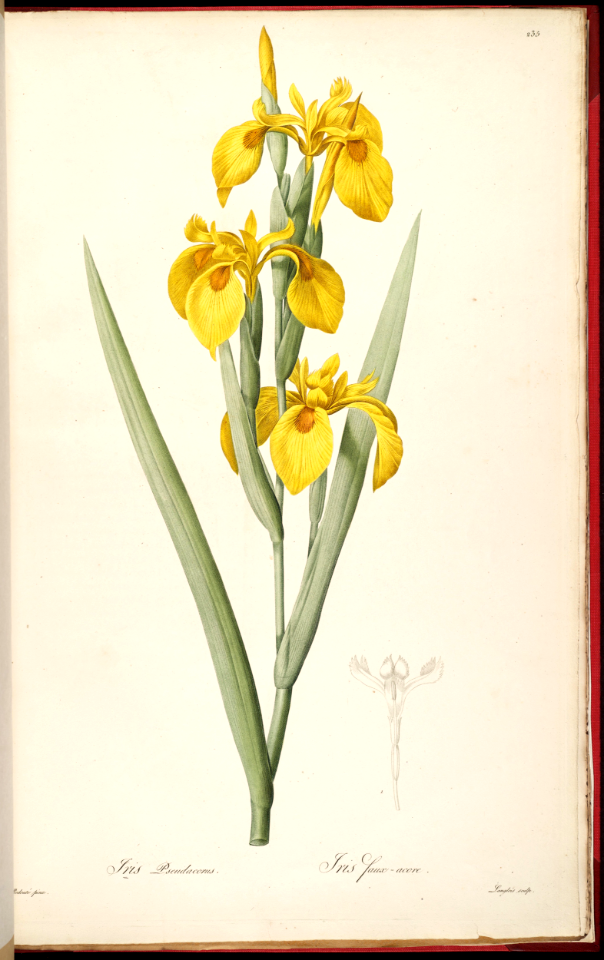 Yellow Sweet Flag Iris (1805-1816). Free illustration for personal and commercial use.