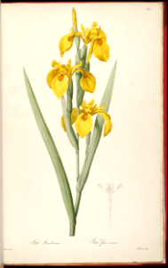 Yellow Sweet Flag Iris (1805-1816). Free illustration for personal and commercial use.