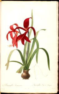 Jacobean Lily (1805-1816). Free illustration for personal and commercial use.