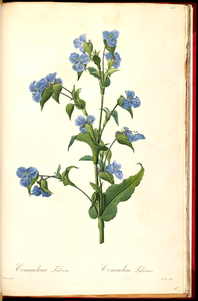 Commelina (1805-1816)