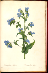 Commelina (1805-1816). Free illustration for personal and commercial use.