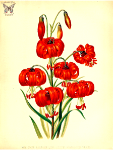 The true Pompone Lily. Fragrant, scarlet Turk's cap lilies in spring (1881).. Free illustration for personal and commercial use.
