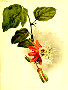 White-crowned Passion Flower (1899). Free illustration for personal and commercial use.
