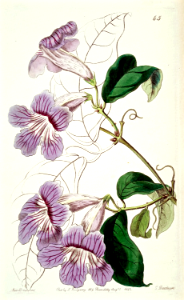 Argentine Trumpet Vine, Violet Trumpet Vine (1842). Free illustration for personal and commercial use.