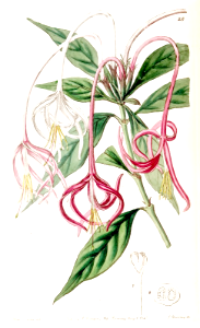 Changeable Posoquery.  Elegant shrub with long, pendulous, fragrant flowers. They change from white to crimson and pink. Native to Cuba.