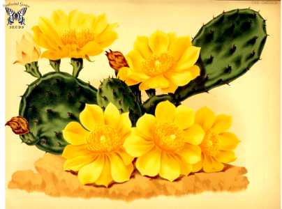 Eastern prickly pear (1881)