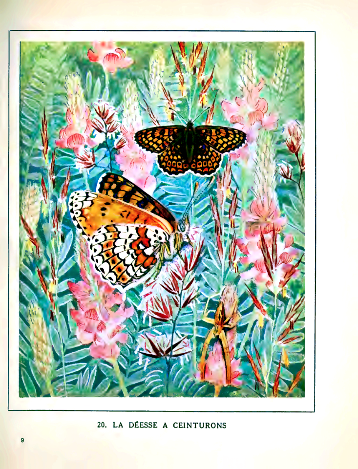 La Déesse à ceinturons [Heath fritillary butterfly] (1934)