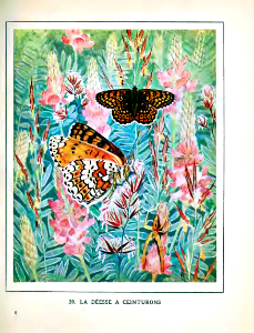La Déesse à ceinturons [Heath fritillary butterfly] (1934)