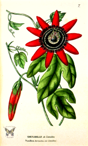 Crimson Passion Flower. Passiflora kermesina [as Passiflora kermesina var. lemichezi] (1817)