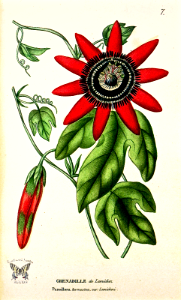 Crimson Passion Flower. Passiflora kermesina [as Passiflora kermesina var. lemichezi] (1817). Free illustration for personal and commercial use.