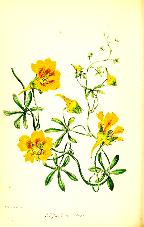 Tropaeolum leptophyllum [as Tropaeolum edule] Perennial vine with large, golden yellow flowers. Native to Chile (1843)