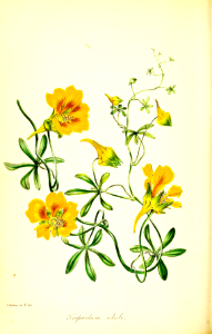 Tropaeolum leptophyllum [as Tropaeolum edule] Perennial vine with large, golden yellow flowers. Native to Chile (1843). Free illustration for personal and commercial use.