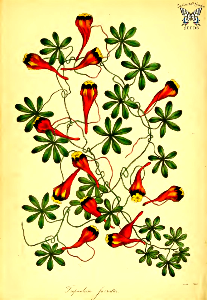 Chilean nasturtium, Three-coloured Indian cress ( Tropaeolum tricolor as Tropaeolum jarrattii)
