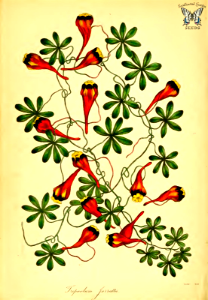 Chilean nasturtium, Three-coloured Indian cress ( Tropaeolum tricolor as Tropaeolum jarrattii). Free illustration for personal and commercial use.