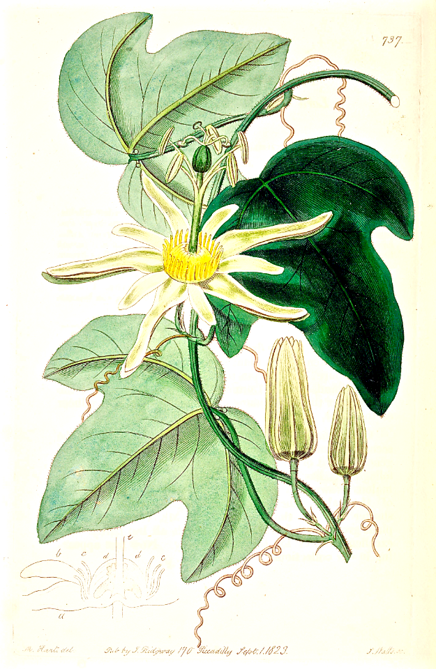 Native Passion Fruit  (1823)