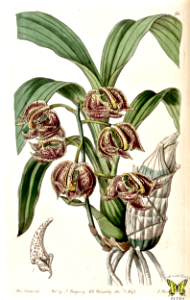 The aromatic Mormodes orchid (1843). Free illustration for personal and commercial use.