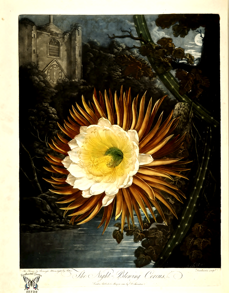 Night Blooming Cereus (1800)