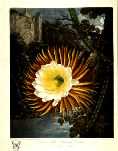 Night Blooming Cereus (1800). Free illustration for personal and commercial use.