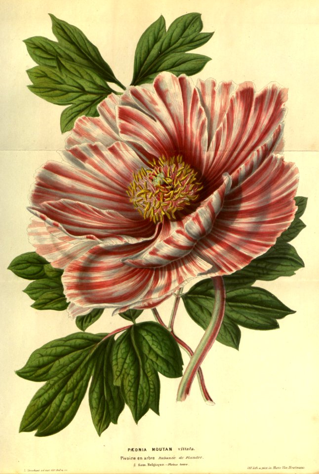 Tree peony (1852)