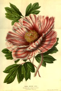 Tree peony (1852). Free illustration for personal and commercial use.