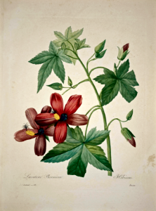 Tenerife tree mallow (1833). Free illustration for personal and commercial use.