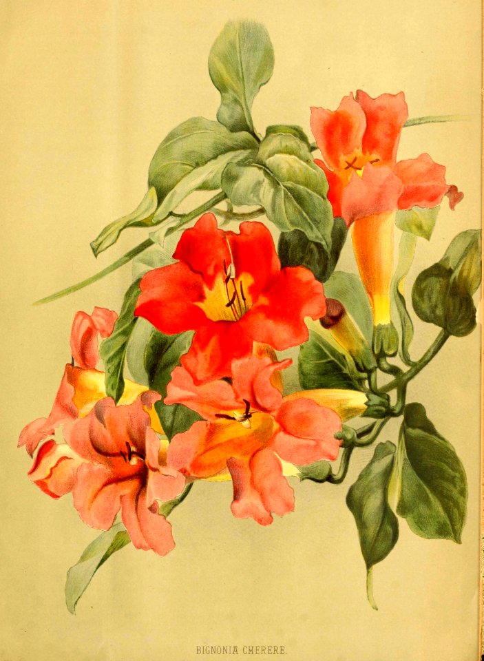 Blood Red Trumpet Vine (1884)