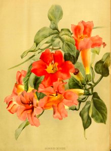 Blood Red Trumpet Vine (1884). Free illustration for personal and commercial use.