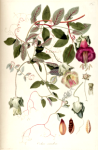 Cup and Saucer Vine, Cobaea scandens (1809). Free illustration for personal and commercial use.