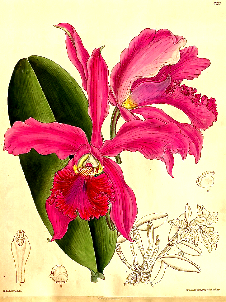 Cattleya × whitei orchid (1900)