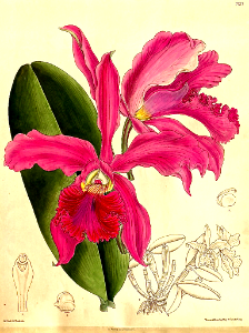 Cattleya × whitei orchid (1900). Free illustration for personal and commercial use.