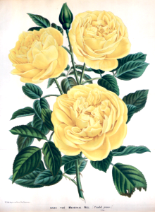 Climbing Rose Maréchal Niel. A seedling of 'Isbella Gray' planted by Mons. Pradel in 1858, and registered in 1864.