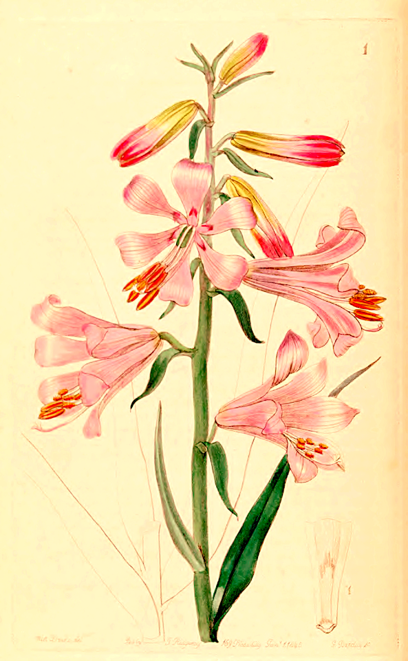 Rosy Himalayan Lily. Notholirion thomsonianum [as Lilium thomsonianum Royle]