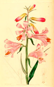 Rosy Himalayan Lily. Notholirion thomsonianum [as Lilium thomsonianum Royle]
