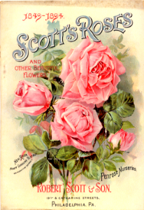 Rose 'Mme. Caroline Testout' (1894). Named after a French dressmaker, bred by Joseph Pernet-Ducher. An early hybrid tea, it was the most popular rose of its time.