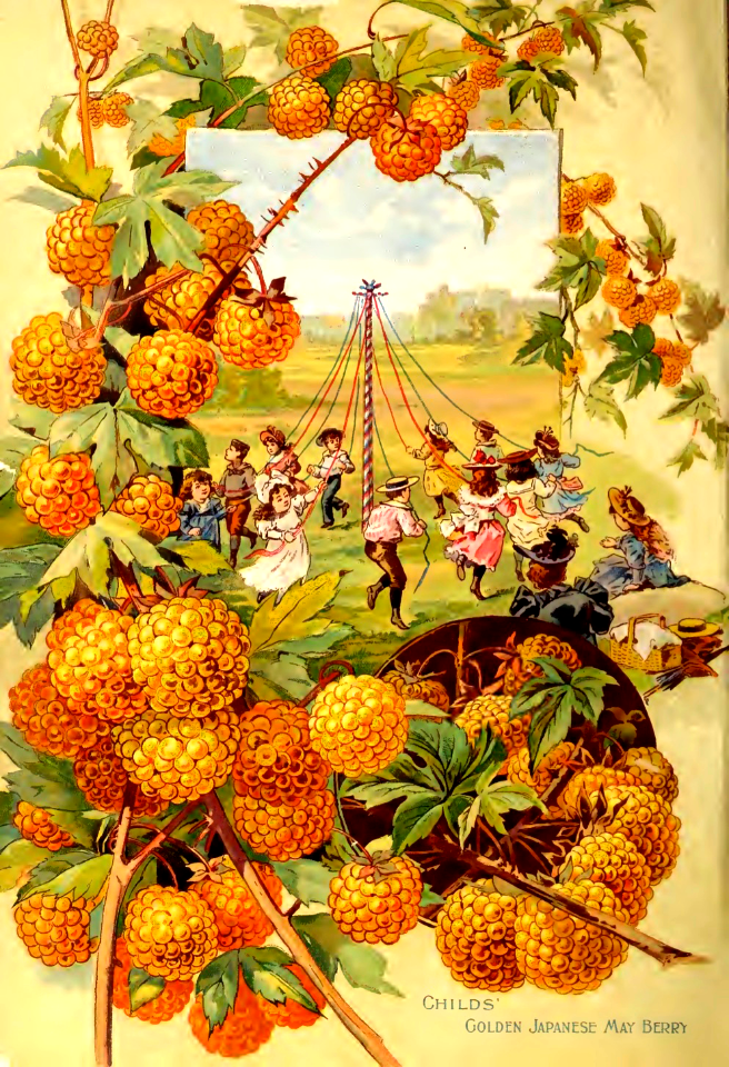 Childs' Golden Japanese May Berry (1895). Free illustration for personal and commercial use.