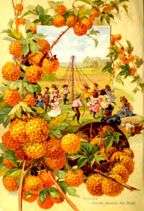 Childs' Golden Japanese May Berry (1895). Free illustration for personal and commercial use.