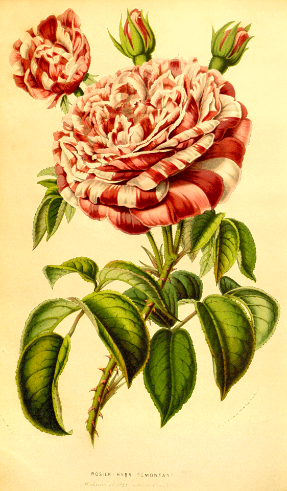 Rosa hort. cv. remontant 'Baronne Prévost' (1853)